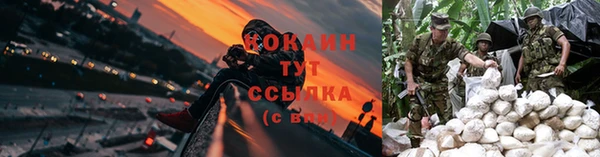 крисы Алзамай